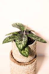 Adelonema wallissii